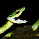 snake in costa rica finn sparen