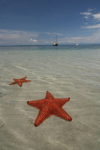 starfish in bocas
