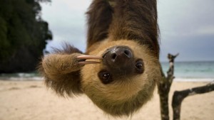 upside-down sloth