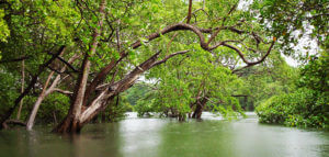 tamarindo mangrove and estuary boat tour