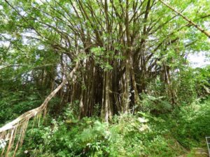 camino costa rica